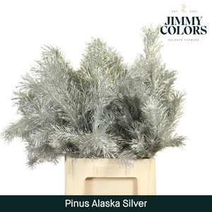 Pinus Alaska 60 Silver