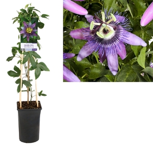 Passiflora 'Betty Miles Young' +light label