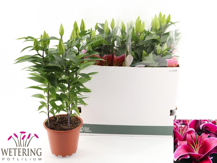 <h4>LIL OR SUNNY KEYS</h4>