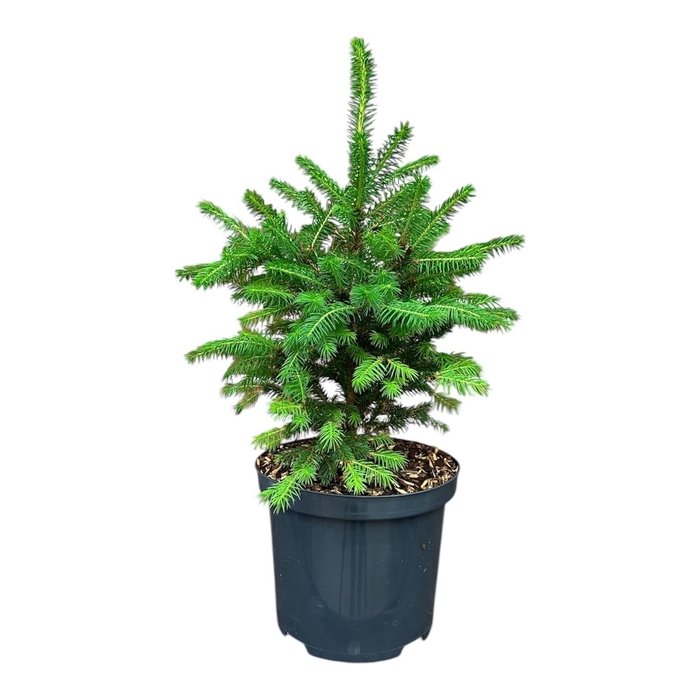 <h4>Picea a. 'Will's Zwerg'</h4>