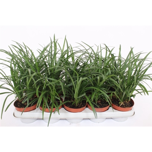 <h4>Liriope spicata</h4>