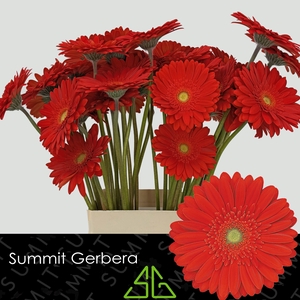 Gerbera Red Explosion Water x40 Lang