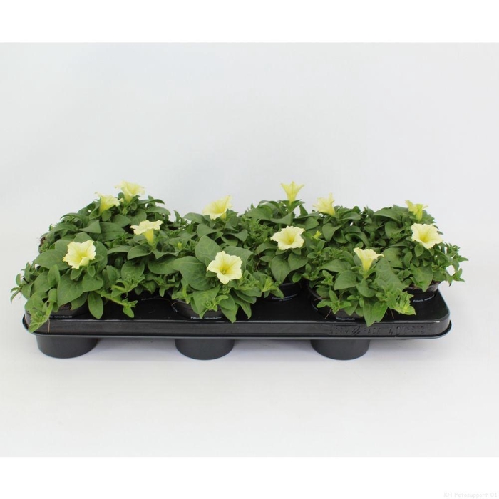 <h4>surfinia Yellow</h4>