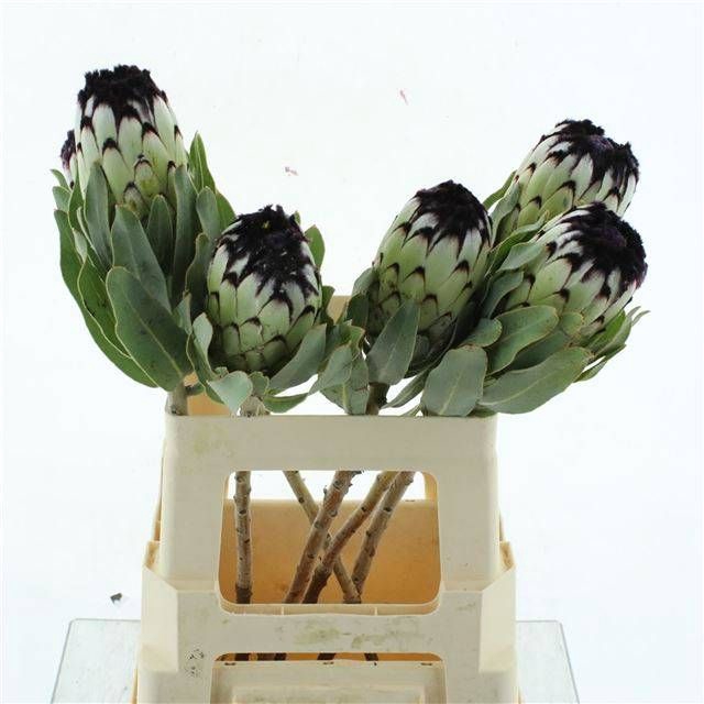 <h4>PROTEA MAG NIOBE</h4>