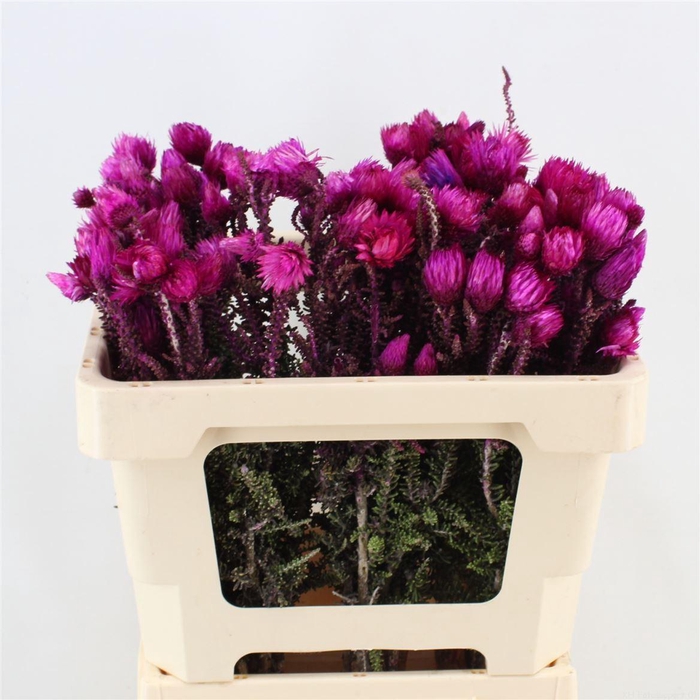 <h4>Phaenocoma prol.</h4>