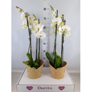 Phalaenopsis  'Ant Leeds'