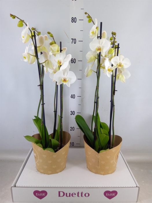 <h4>Phalaenopsis  'Ant Leeds'</h4>