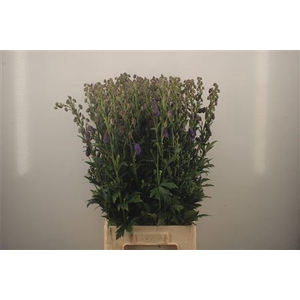 Aconitum Arendsii