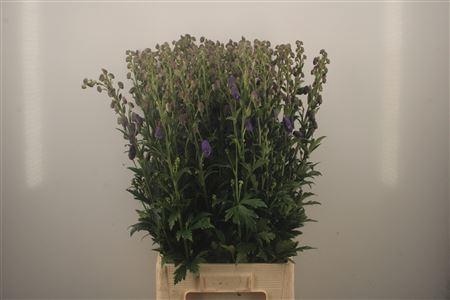 <h4>Aconitum Arendsii</h4>