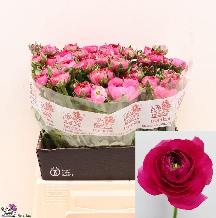 <h4>RAN EL HOT PINK</h4>