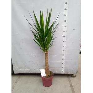 Yucca elephantipes   ...