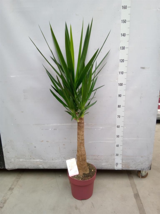 <h4>Yucca elephantipes   ...</h4>