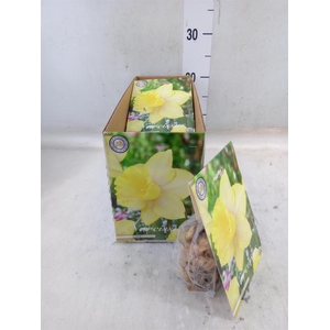 Flowerbulbs, corns or tubers   ...