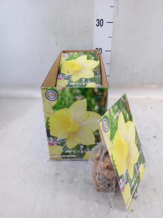 <h4>Flowerbulbs, corns or tubers   ...</h4>