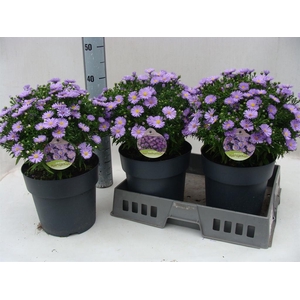 Aster dum. 'Alpha dk Purple Launch'