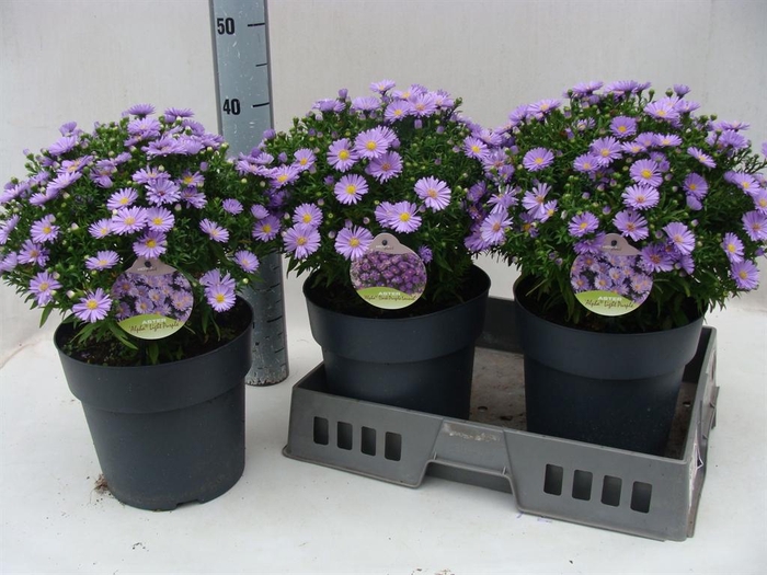 <h4>Aster dum. 'Alpha dk Purple Launch'</h4>