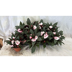 IMPAT WHITE PINK EYE