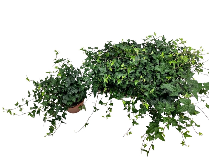 <h4>HED HE SHAMROCK</h4>