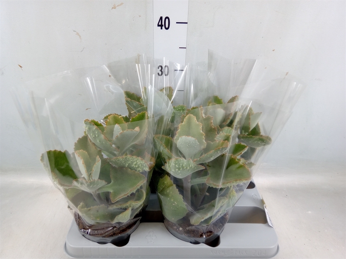 <h4>Kalanchoe NF beharensis</h4>