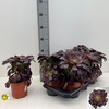 arr8 Aeonium Ab Velours