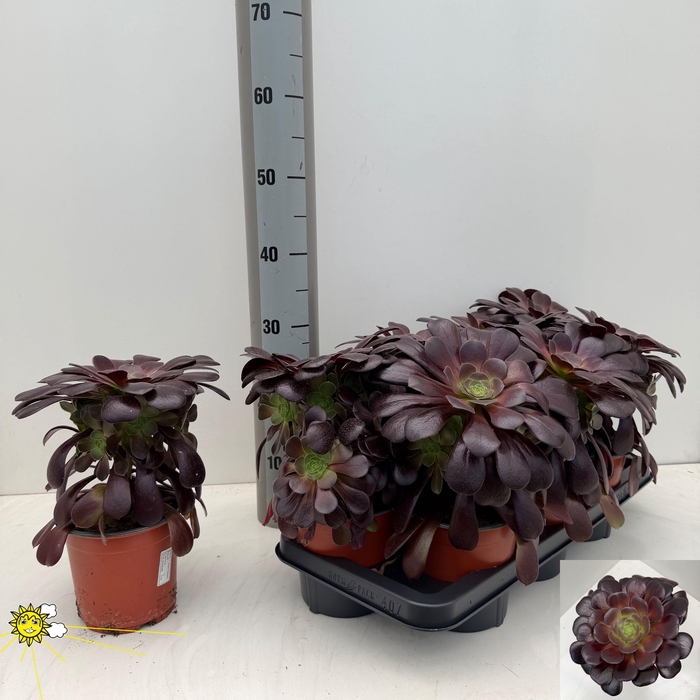 arr8 Aeonium Ab Velours