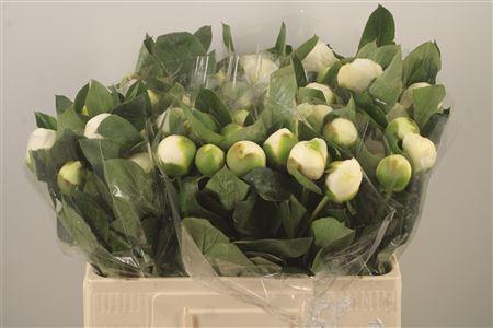 <h4>Paeo L Bridal Shower</h4>