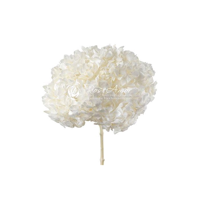 <h4>Hydrangea Xl Whi01</h4>