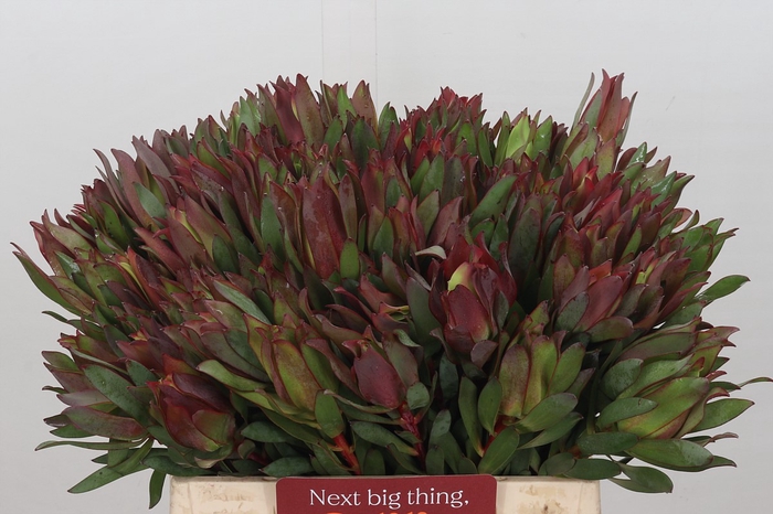 Leucadendron Highlight