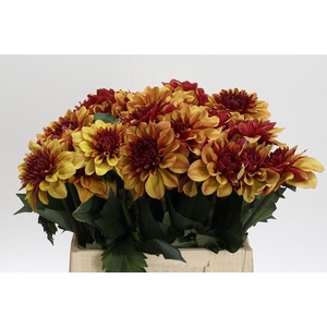 Dahlia Creme de Cognac