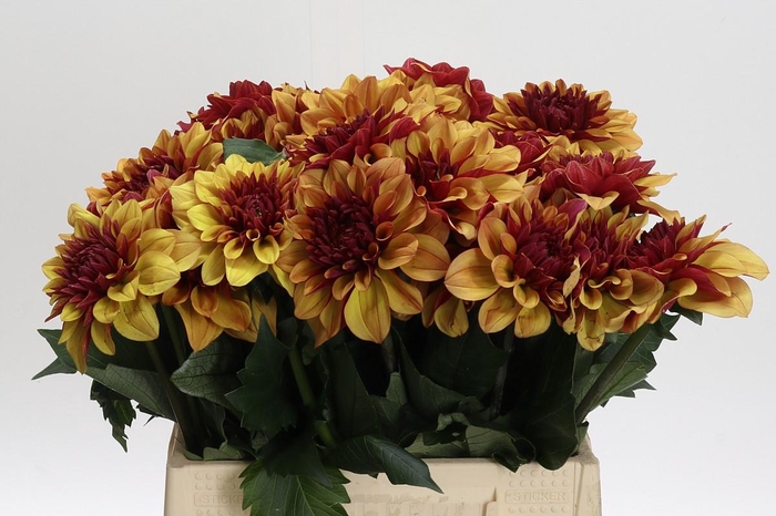 <h4>Dahlia Creme de Cognac</h4>