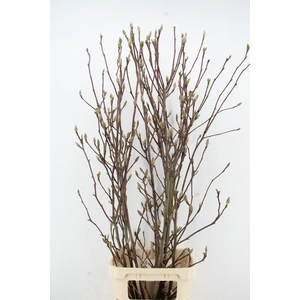 MAGNOLIA GRANDIFLORA X8