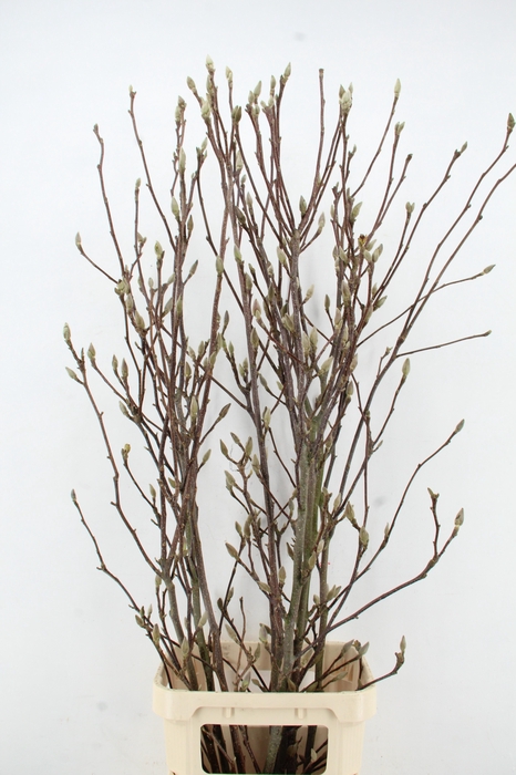 <h4>MAGNOLIA GRANDIFLORA X8</h4>