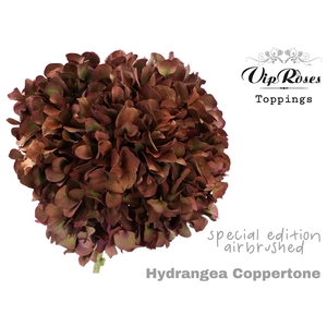 HYDRANGEA COPPERTONE