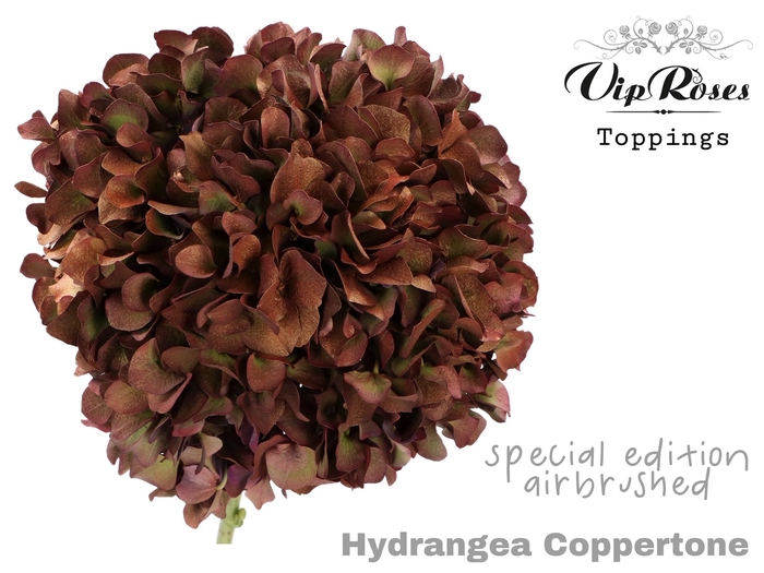 HYDRANGEA COPPERTONE
