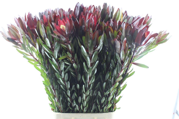 <h4>Leucad Saf Sunset</h4>