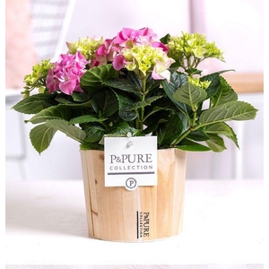 Hydrangea pink in P&PURE Wood 5