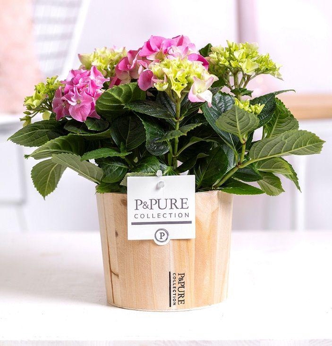 <h4>Hydrangea pink in P&PURE Wood 5</h4>