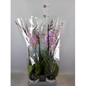 Phalaenopsis  'Ant Salinas'