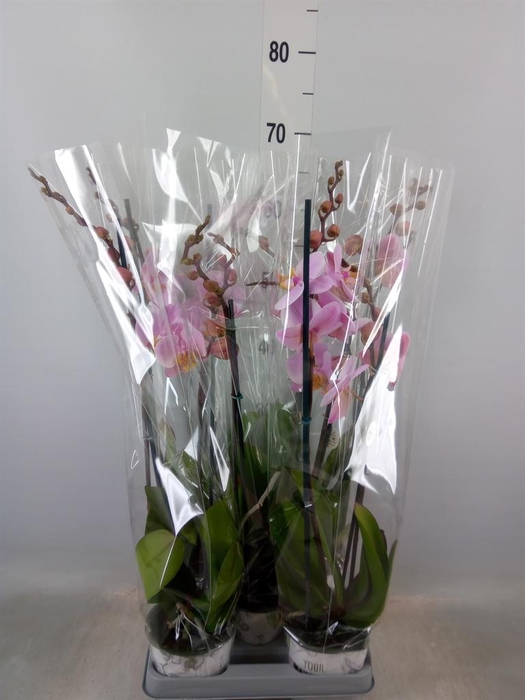 <h4>Phalaenopsis 'Ant Salinas'</h4>