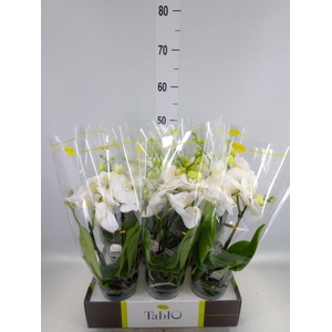 Phalaenopsis   ...white