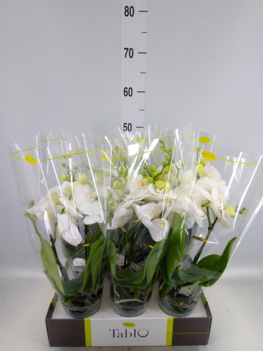 <h4>Phalaenopsis   ...white</h4>