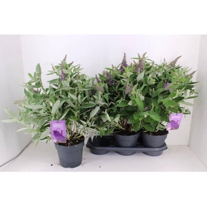 Buddleja dav. Butterfly Candy Little Lila
