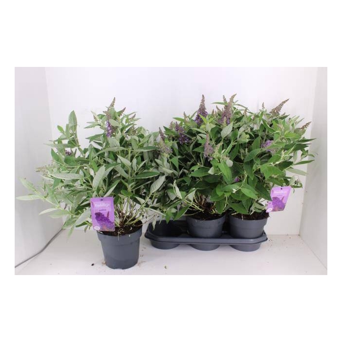 <h4>Buddleja dav. Butterfly Candy Little Lila</h4>