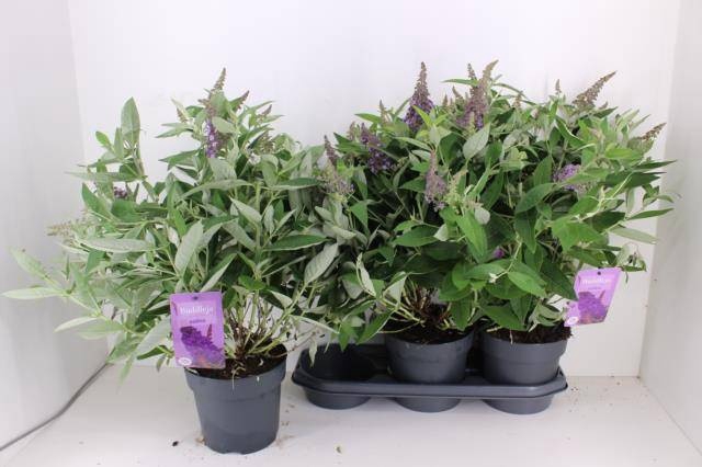 Buddleja dav. Butterfly Candy Little Lila