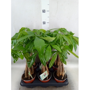Pachira aquatica