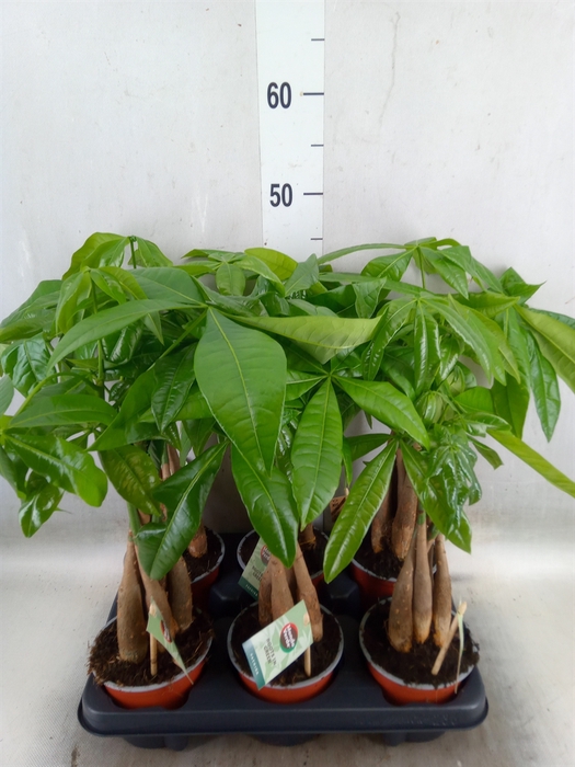 <h4>Pachira aquatica</h4>
