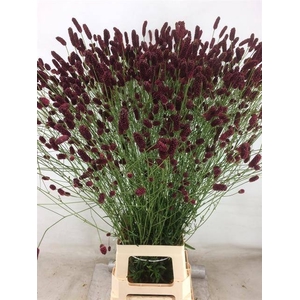 Sanguisorba Of Arnhem Spil