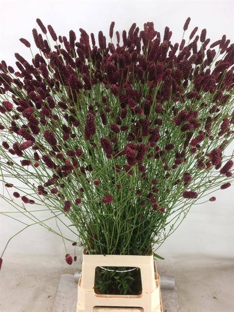 <h4>Sanguisorba Of Arnhem Spil</h4>