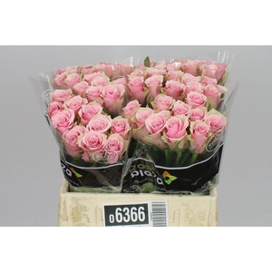 Rosa Gr Athena Royale