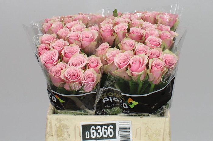 <h4>Rosa Gr Athena Royale</h4>